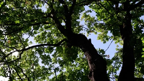 The branches of the trees are moving against the background of the blue sky. Stock Footage 165830240