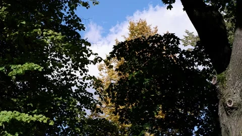The branches of the trees are moving against the background of the blue sky. Stock Footage 166316891