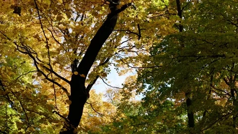 The branches of the trees are moving against the background of the blue sky. Stock Footage 166457047
