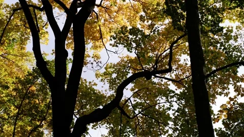 The branches of the trees are moving against the background of the blue sky. Stock Footage 166569351