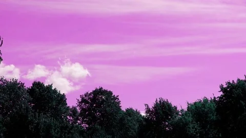 The branches of the trees are moving against a pink background of clouds. Stock Footage 167460493