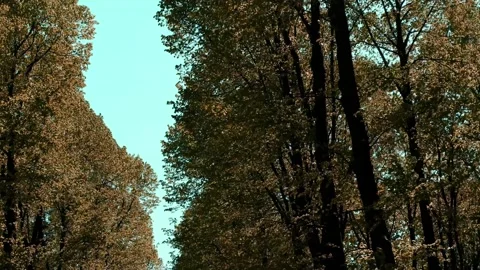 The branches of the trees are moving against the background of the blue sky. Stock Footage 167605957