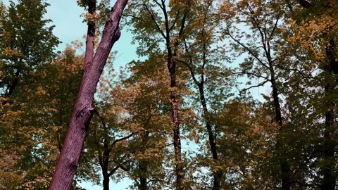 The branches of the trees are moving against. Autumn forest Stock Footage 167792752