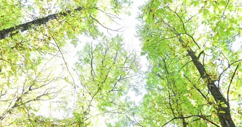 From branches of trees in autumn to forest Stock Footage 82366187