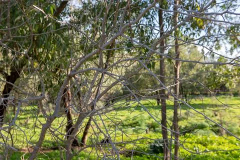 Branches of trees on a background of green forest lawn Stock Photos