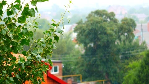 Branches of trees on a background of rain Stock Footage 112781980