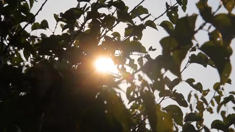 Branches of trees on the background of the sun's rays Stock Footage 142090297