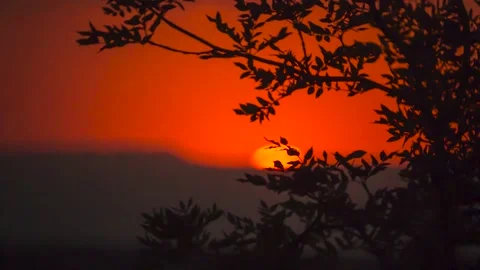 Branches of trees on the background of sunset Stock Footage 151425262