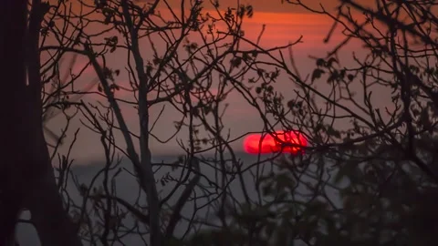 Branches of trees on the background of sunset Video stock 151426968