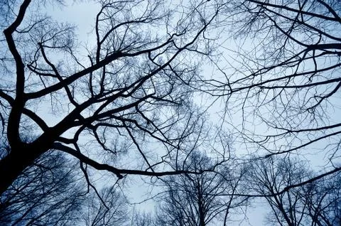 Branches of trees on the background of a winter sky Stock Photos
