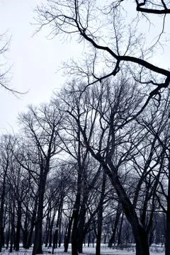 Branches of trees on the background of a winter sky Stock Photos