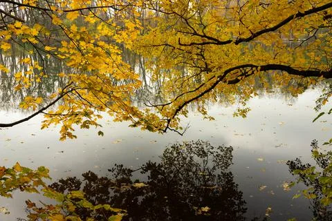 The branches of the trees bend over the river in autumn and fall off in the w Stock Photos