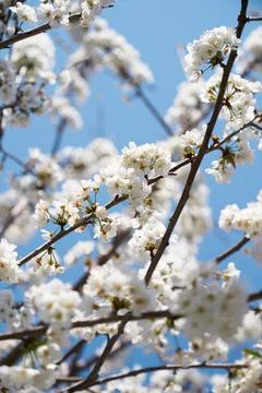 Branches of the trees bloom in white against the blue sky. Close-up Stock Photos