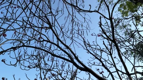 Branches Of Trees On Blue Sky Stock Footage 273292525