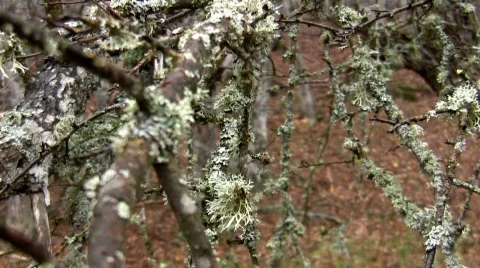 Branches of trees covered with moss. 動画素材 401649