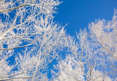 Branches of trees covered with snow on the background of a sunny blue sky 스톡 사진
