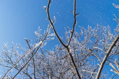 Branches of trees covered in snow during a sunny day. Stock Photos