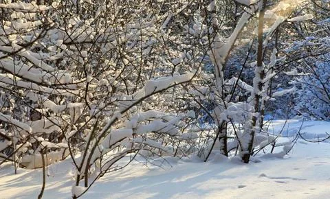 Branches of trees covered with snow Stock Photos
