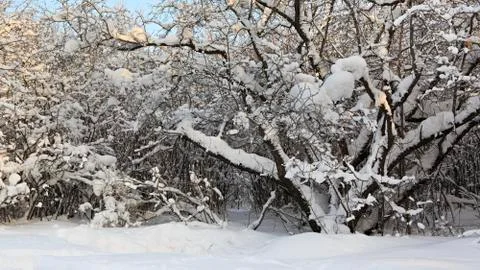 Branches of trees covered with snow Stock Photos