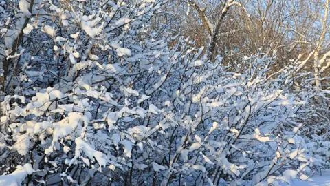 Branches of trees covered with snow Stock Photos