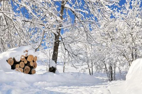 Branches of trees covered with snow Stock Photos