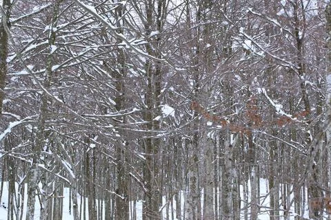 The branches of trees covered with snow Stock Photos