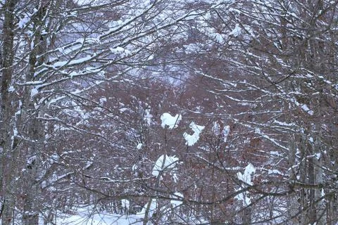 The branches of trees covered with snow Foto stock