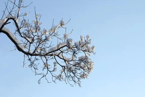 Branches of trees covered with snow in winter on sky background Stock Photos