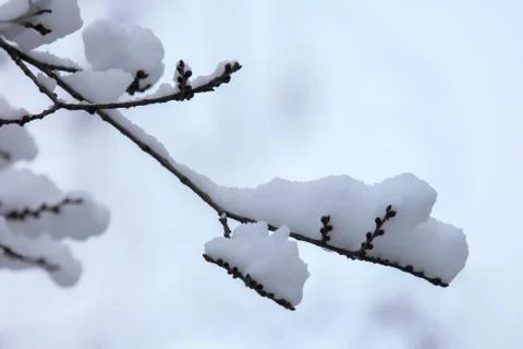 Branches of trees covered with snow in winter Stock Photos