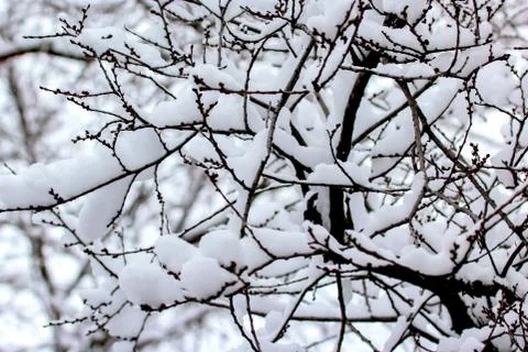 Branches of trees covered with snow in winter Stock Photos