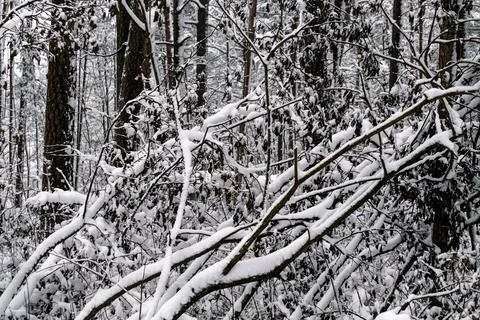 Branches of trees covered with white fluffy snow. Foto stock