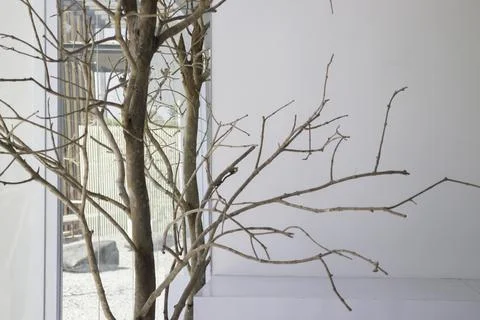 Branches of trees decorated in cafe Stock Photos