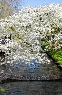 The branches of trees with dense flower above water. Little bridge (harmony, Stock Photos