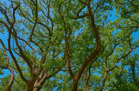 Branches of a trees with foliage on the background of a blue sky Stock Photos