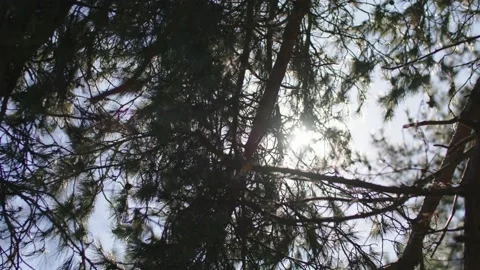 Branches of trees Stockbeeldmateriaal 237754022