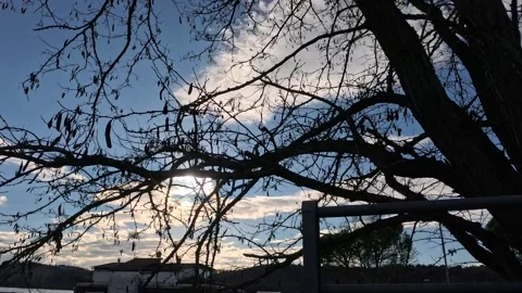 Branches of trees Stock Footage 300729957