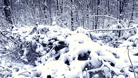 Branches of trees in the forest covered with snow Video stock 148207419