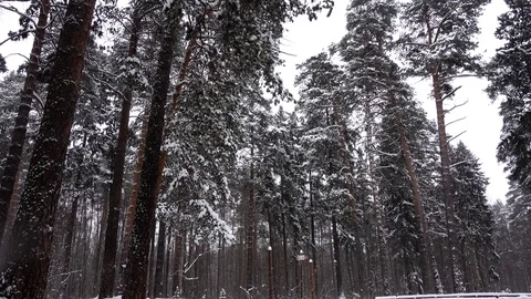 Branches of trees in the forest with snow during winter. Stock-Footage 85453015