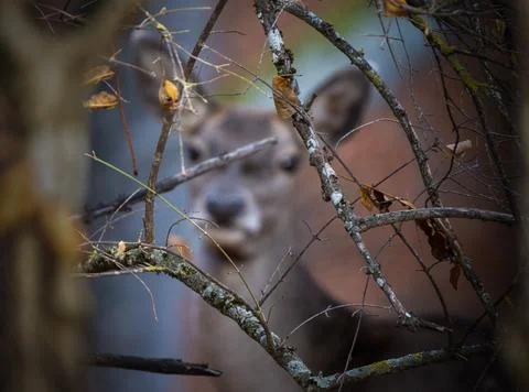 Branches of trees in the forest thicket through which a female red deer is Stock Photos