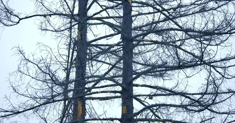 Branches of trees on gray sky background Stock-Footage 72141068