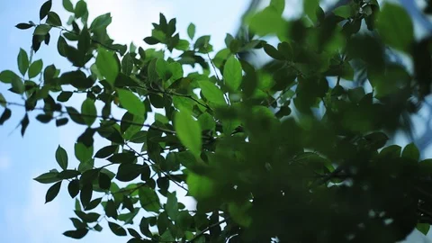 Branches of trees green leaf background blue sky bright garden day plants season Stock Footage 98648164