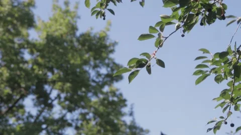 Branches of trees with green leaves on a blue sky background Stock Footage 205379209