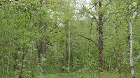 Branches of trees with green leaves in the forest. Stock Footage 108032341
