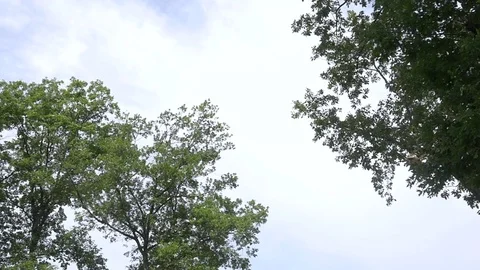 Branches of trees with green leaves in the wind beating profiled in the blue Stock Footage 80267946