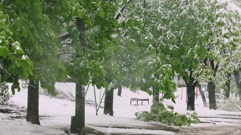The branches of the trees with green spring leafs broke under the weight of wet Stock Footage 74779363
