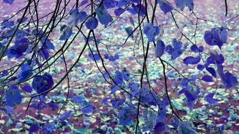 The branches of the trees hang down. Nature. Plants. Stock Footage 167555501