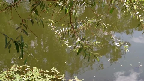 The branches of the trees hang down to the water. Nature. Stock Footage 158103610