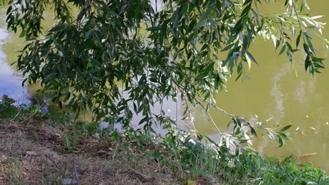 The branches of the trees hang down to the water. Nature. Stock Footage 158295202