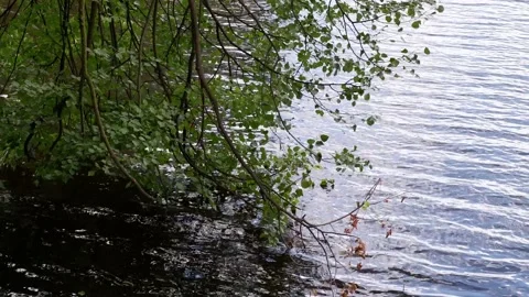 The branches of the trees hang down to the water. Nature. Stock Footage 158555230