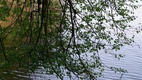 The branches of the trees hang down to the water. Nature. Stock Footage 158734719